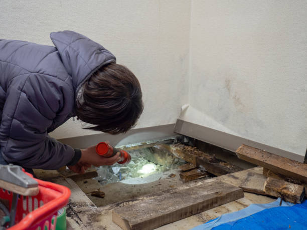 Best Black Mold Removal  in Belvidere, NJ