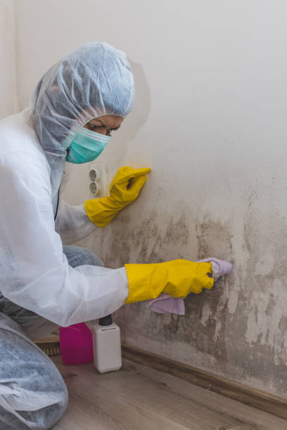 Best Mold Documentation for Insurance Claims  in Belvidere, NJ