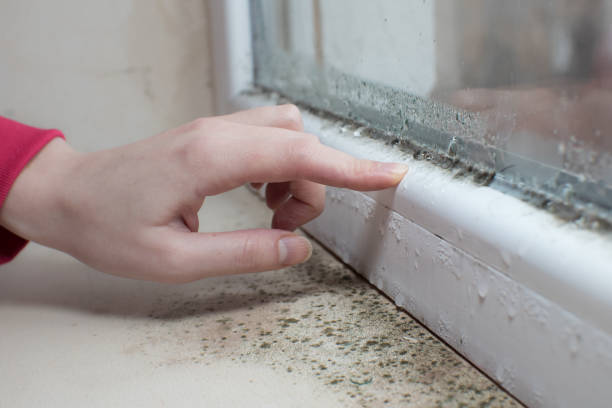 Best Basement Mold Removal  in Belvidere, NJ