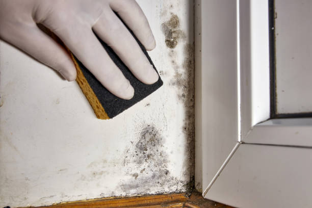 Best Mold Damage Restoration  in Belvidere, NJ